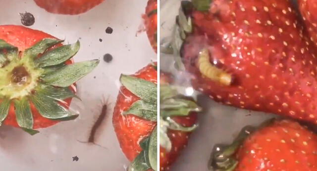 Twitter Viral Desinfecta Las Fresas Y Te Dar S Cuenta Los Gusanos Que