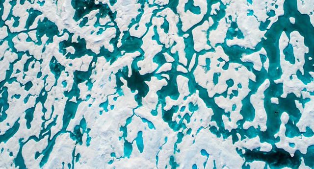 Reto visual encuentra al oso polar en el Ártico de Canadá reto viral