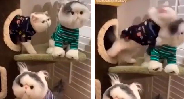 TikTok viral La insólita reacción de un gato al ver animales igual a