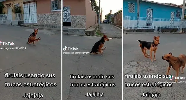 Tiktok Viral Perrito Es Captado En Estado De Discapacidad Y Peque O