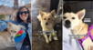 TikTok, video viral Perú, turistas españoles rescataron a perrito callejero es Perú y se lo llevan