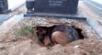 perrito cava hueco al lado de la tumba de su dueño fallecido, YouTube video viral, mascotas