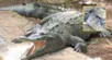 Costa Rica viral, río Matina, madre pide sacrificar al cocodrilo que mató a su hijo