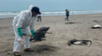 Siguen apareciendo pelícanos muertos en las playas de Lambayeque