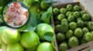 Limón Tahití la fruta de la selva que reemplazaría al de Piura y es el favorito de cevicheros
