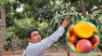 Producción de mango caerá de forma drástica en Piura