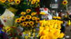 flores amarillas, Mercado de Flores, Rímac, 21 de septiembre