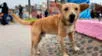 Estados Unidos deporta a ‘Oso’, el perrito que cruzó la frontera desde Tijuana por el 'sueño americano'