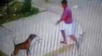 Jaén: Sujeto mata de dos balazos a perro en la calle y su dueña pide justicia