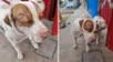 Maltrato en el Callao: Mujer acuchilla a perrito y lo deja gravemente herido