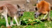 Indignación en Lima: Tiktokers maltratan animales del Parque de las Leyendas por un reto viral.