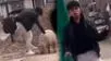 Huancayo: Joven mata a patadas a una indefensa oveja porque tuvo un "mal día", dueña exige justicia.