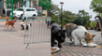 Gatos del Parque Kennedy son masacrados por una jauría de perros. Miraflores: Denuncian que jauría de perros masacran a gatos del Parque Kennedy, imágenes son sensibles