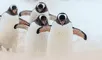 Los pingüinos y su impactante tarea en la Antártida que ayuda a la formación de nubes.