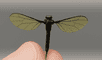 Un dron militar tan pequeño como un mosquito.