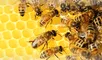 BeeHome: la primera colmena creada con inteligencia artificial.