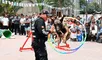 ESPECTACULAR show GRATUITO de la brigada CANINA de Miraflores por Fiestas Patrias