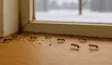Lo que revelan las hormigas en tu casa en invierno: el significado que te sorprenderá Lo que revelan las hormigas en tu casa en invierno: el significado que te sorprenderá