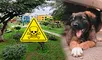 Vecinos de Surco denuncian envenenamiento MASIVO de perros en parque