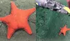 Científicos descubren estrella de mar con forma inusual durante expedición marítima en Mar del Plata.