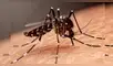 Estados Unidos en alerta: el mosquito del dengue invade nuevas regiones y crece el riesgo de brotes