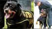 Lay Fun: la historia del rottweiler que  llegó hacer perro policía