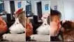 Perrito TikTok viral, TikTok video viral, TikTok video Perú, redes sociales