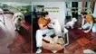 TikTok, video viral Perú, perros, mascotas, dueño regaña su perro porque se orinó en la sala al estilo de Gisela Valcárcel, Magaly Medina