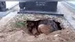 El perrito extrañaba mucho a su dueño por lo que cavó un hueco al lado de la tumba de su dueño y es viral en YouTube. perrito cava hueco al lado de la tumba de su dueño fallecido, YouTube video viral, mascotas