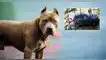 apuñaló y mató al pitbull que mordió a su hijo, Argentina video viral