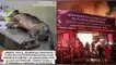 Piden ayuda para perritos que quedaron atrapados en incendio en mercado de flores Incendio