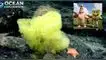 Las dos especies fueron halladas a 1885 metros de profundidad. "Bob Esponja", tendencia, redes sociales