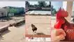 TikTok, video viral, redes sociales, gallo hace tierno recibimiento al ver que su dueña está llegando a casa