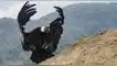 Cóndor andino del Perú, ciencia, animales en peligro de extinción, aterradora realidad del cóndor andino del Perú, flora y fauna del Perú, animales del Perú