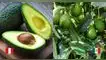 palta, aguacate, ChatGPT, oro verde