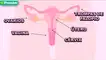 Explora los órganos internos del aparato reproductor femenino y su papel en el ciclo menstrual. ovarios, vagina, utero
