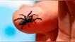 Conoce el significado de soñar con arañas.