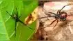 Qué se debe hacer si encuentras una de estas arañas en casa. Qué se debe hacer si encuentras una de estas arañas en casa.