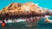 Nadar con Lobos Marinos en las Islas Palomino: Planifica tu Aventura para Fiestas Patrias 2023.