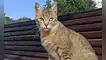 Día Internacional del Gato: por qué se les celebra tres veces al año y curiosidades tener uno en casa