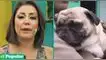 Karla Tarazona envió un fuerte mensaje tras lo ocurrido con la mascota. Karla Tarazona indignada tras ataque a perrito pug