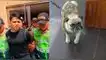 Poder Judicial sentenció a 10 meses de prisión suspendida a sujeto que maltrató y golpeó a Asap, perro raza pug