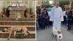 Un sacerdote brasileño se volvió viral al ofrecer durante misa la adopción de los canes que recorren la iglesia. El propio sacerdote los baña y desparasita para que sean ofrecidos a los feligreses.