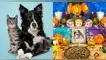 Día de los muertos de mascotas: cuál es su historia y por qué se le ponen ofrendas o altares