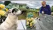 TikTok: Perrito de 15 años visita a dueño fallecido
