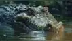 Caso del hombre y un cocodrilo en Australia impactó en Internet tras su difusión. Hombre sobrevive al ataque de un cocodrilo en Australia y cuenta terrible experiencia.