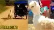 Alpaca bebé es arrastrada por mototaxi en Tarapoto y dueños se esconden tras ser evidenciados.