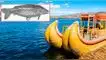 Lago Titicaca, Puno: pez depredador de África también fue hallado en Cajamarca y Cusco.
