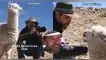 Fotógrafo de Nat Geo fue escupido por alpaca en plena sesión de fotos y es viral en TikTok. Fotógrafo de Nat Geo fue escupido por alpaca y es viral en TikTok.
