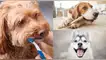 Limpieza dientes perro